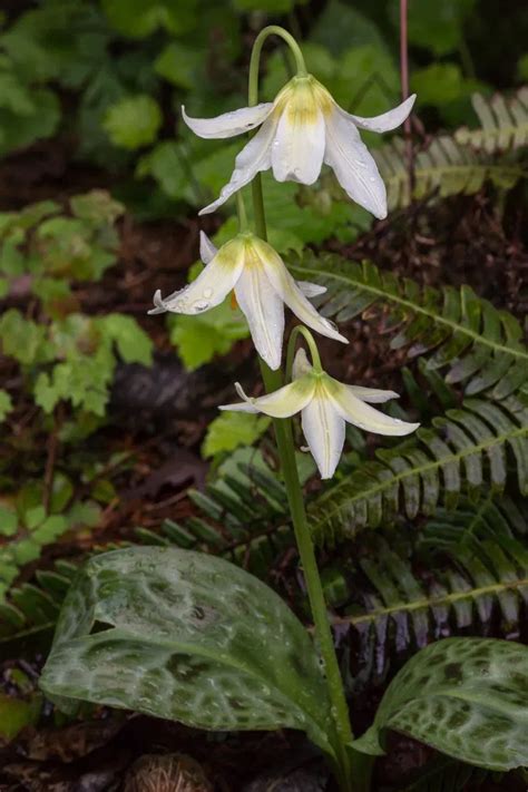 The Beauty of Fawn Lilies (Erythronium spp.) .
